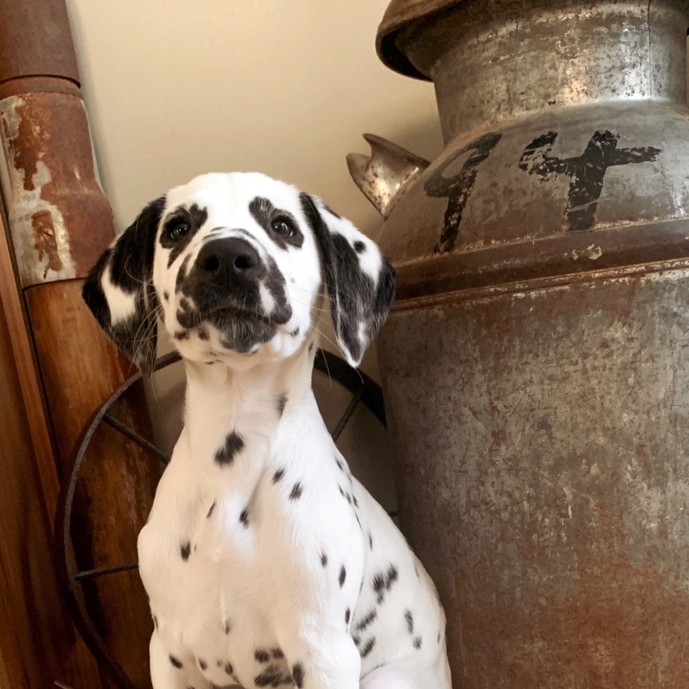 Meet your Posher, Jess